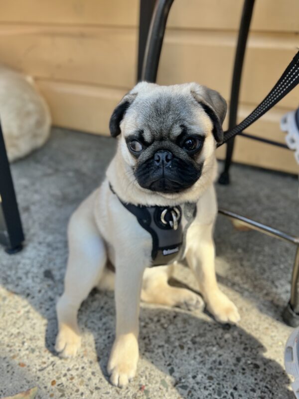 Pug Puppy Giving Side-Eye