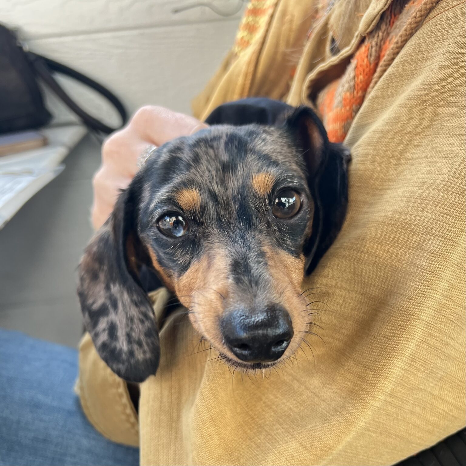 Dapple Dachshund Puppy