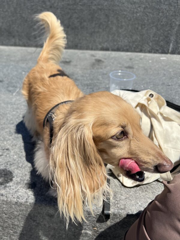 Long-Haired Golden Miniature Dachshund Licking His Lips