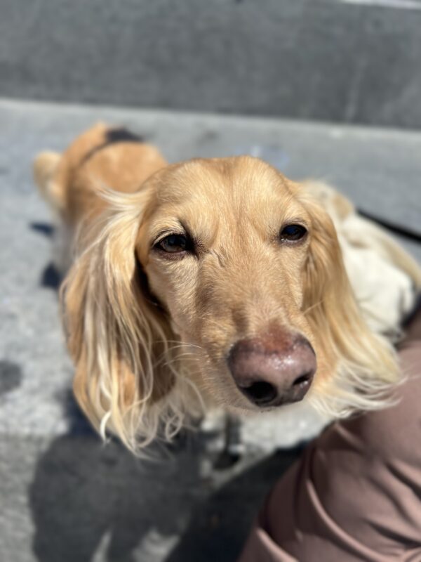 Long-Haired Golden Miniature Dachshund Sticking His Nose In The Camera Lens