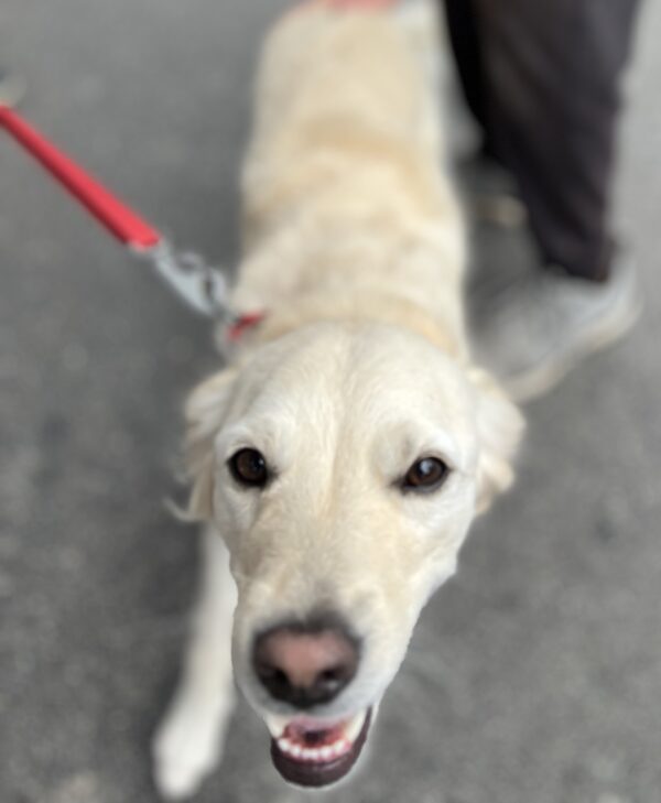 Miniature Golden Retriever