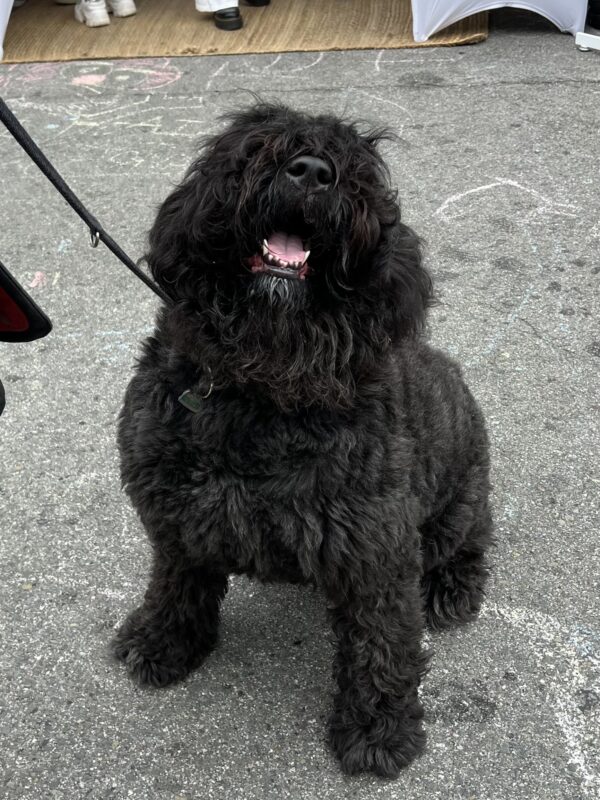 Black Bouvier Des Flanders