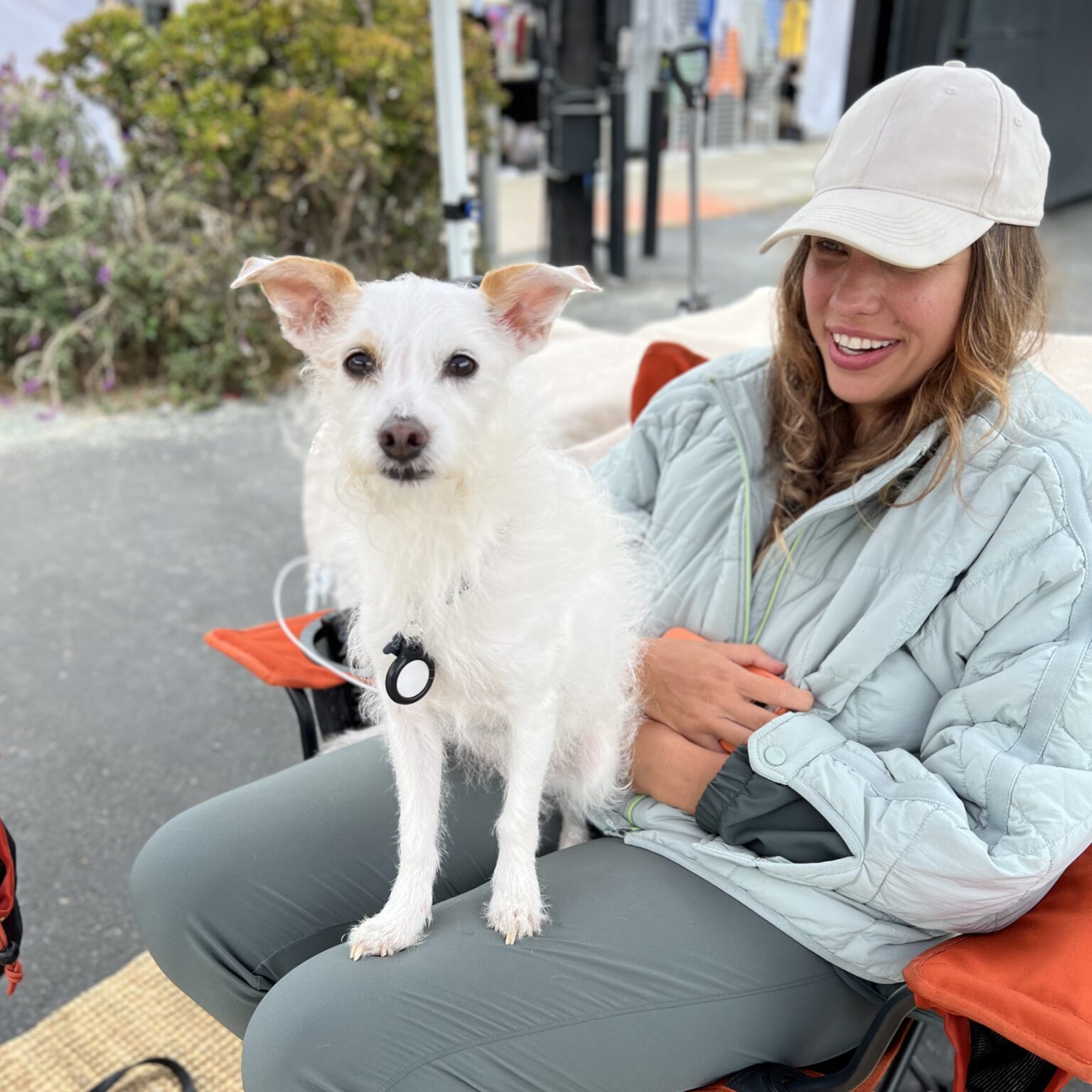 Small White Scruffy Mutt Standing On Woman's Lap