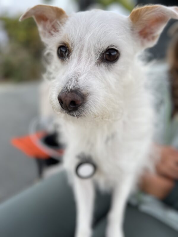 Small White Scruffy Terrier Mix