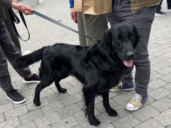 Black Flat Coat Retriever