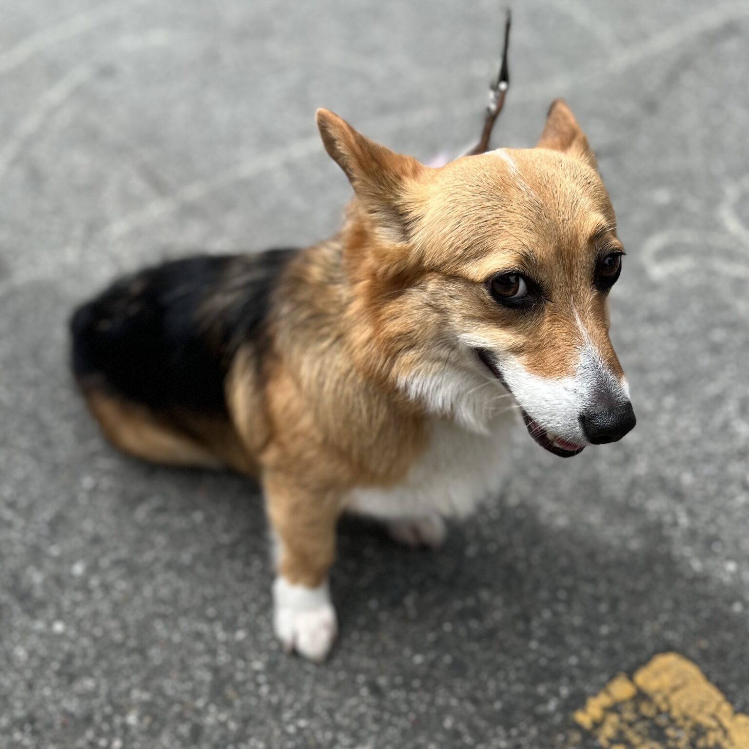 Pembroke Welsh Corgi Looking Mischievous