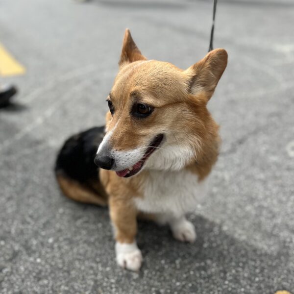 Pembroke Welsh Corgi Looking Happy