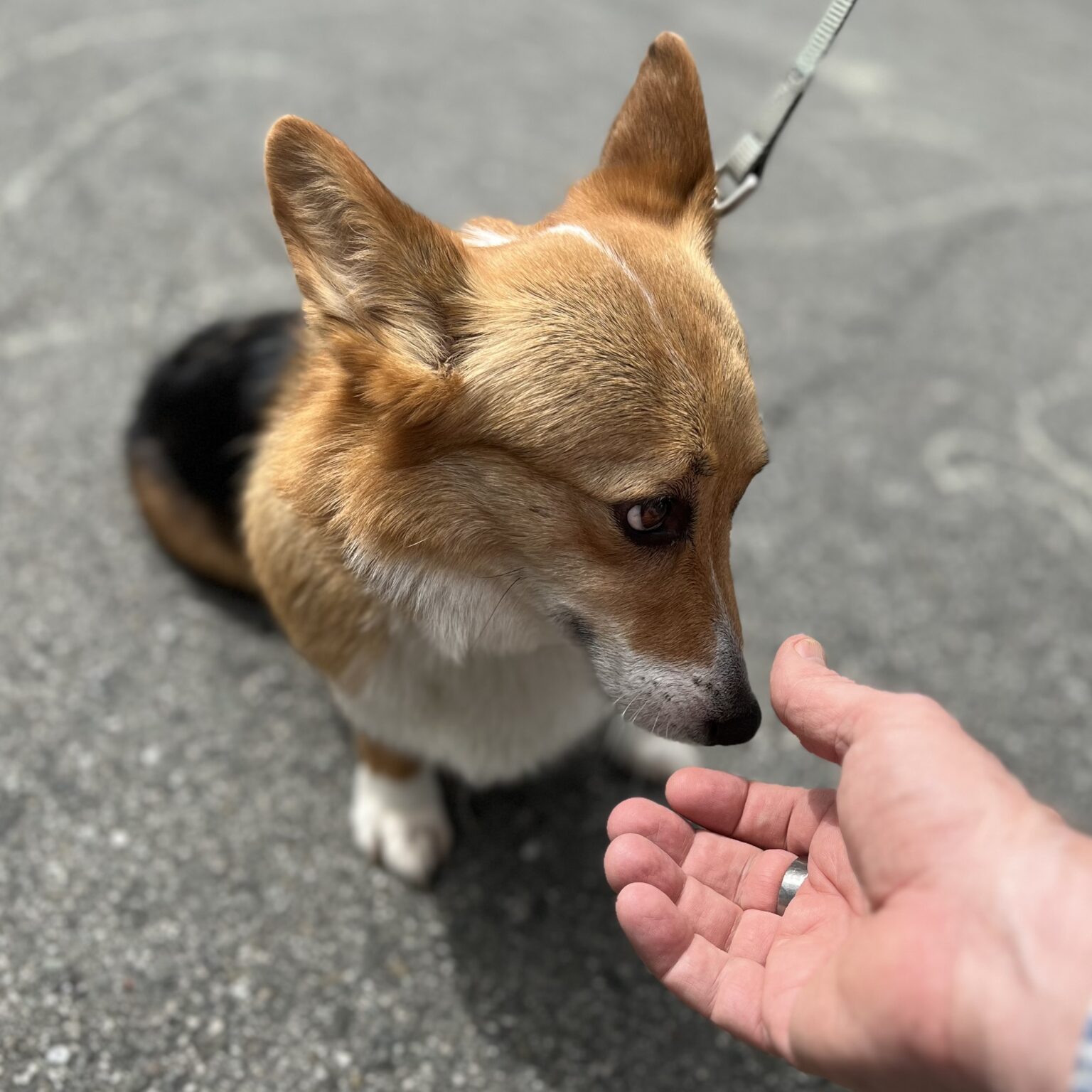 Pembroke Welsh Corgi Looking Demure