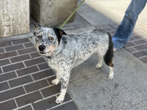 Blue Merle Australian Cattle Dog