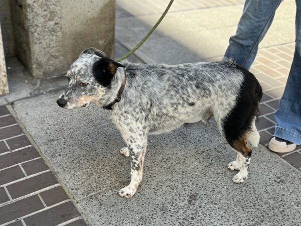 Australian Cattle Dog Mix With Markings That Look Like Pants On His Hind Legs