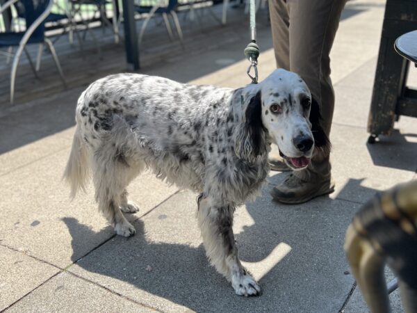 English Setter Looking Happy