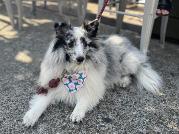 Blue Merle Shetland Sheepdog Lying Down