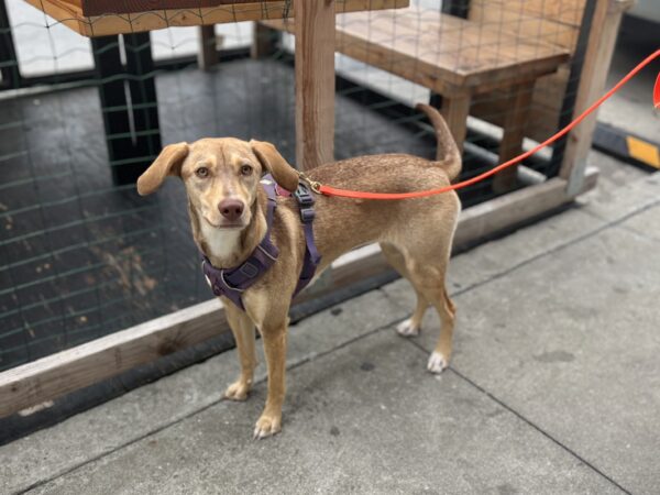 Very Sarcastic-Looking Mutt With Very Silly Looking Ears