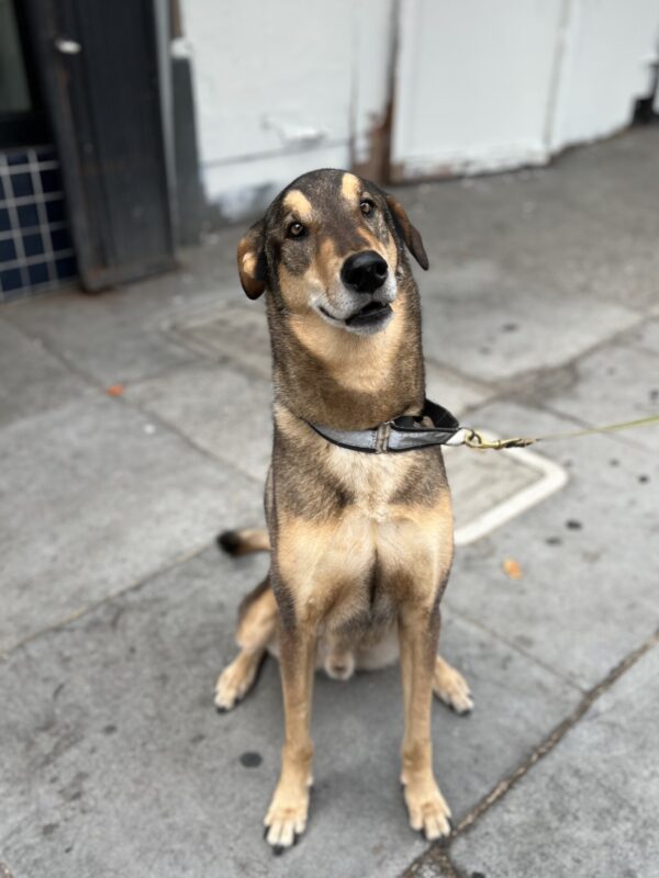 Siberian Husky Doberman Pinscher Mix