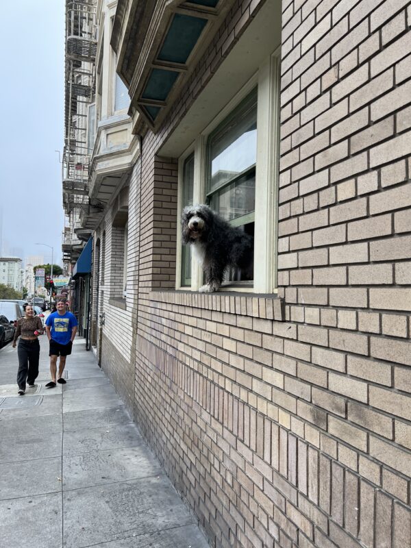 Scruffy Old English Sheepdog Looking Out A Window