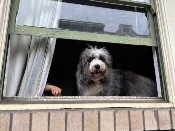 Scruffy Old English Sheepdog Looking Out A Window