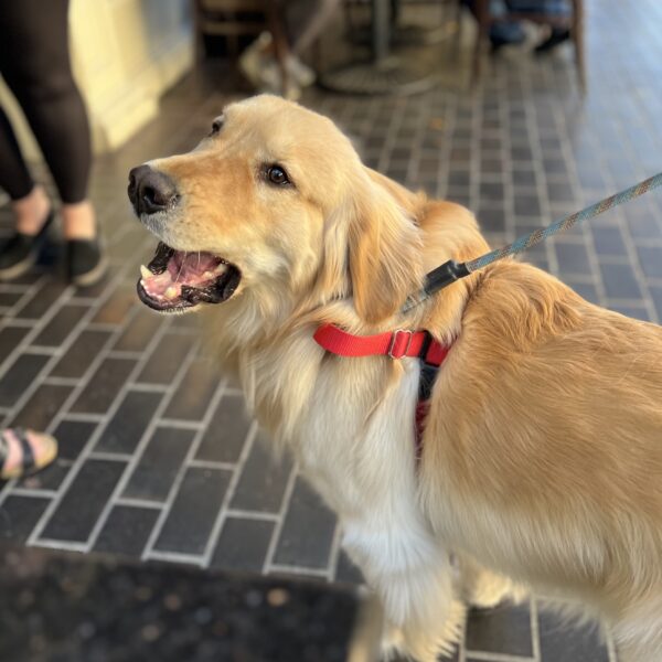 Golden Retriever Looking Very Sarcastic