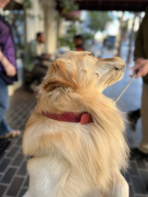 Golden Retriever Turning Her Face Away From The Camera