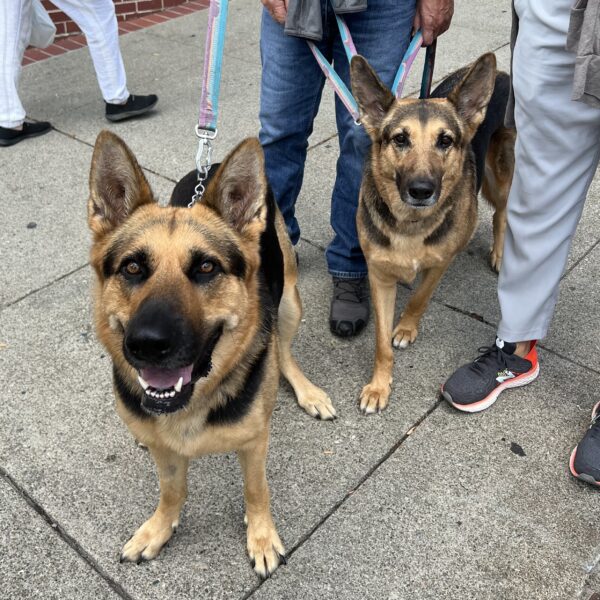 Two Mostly German Shepherds