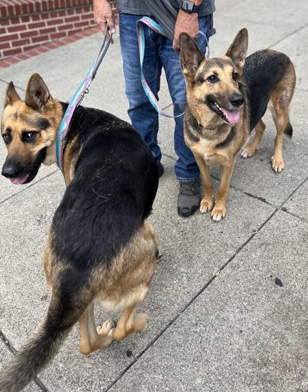 Two Mostly German Shepherds