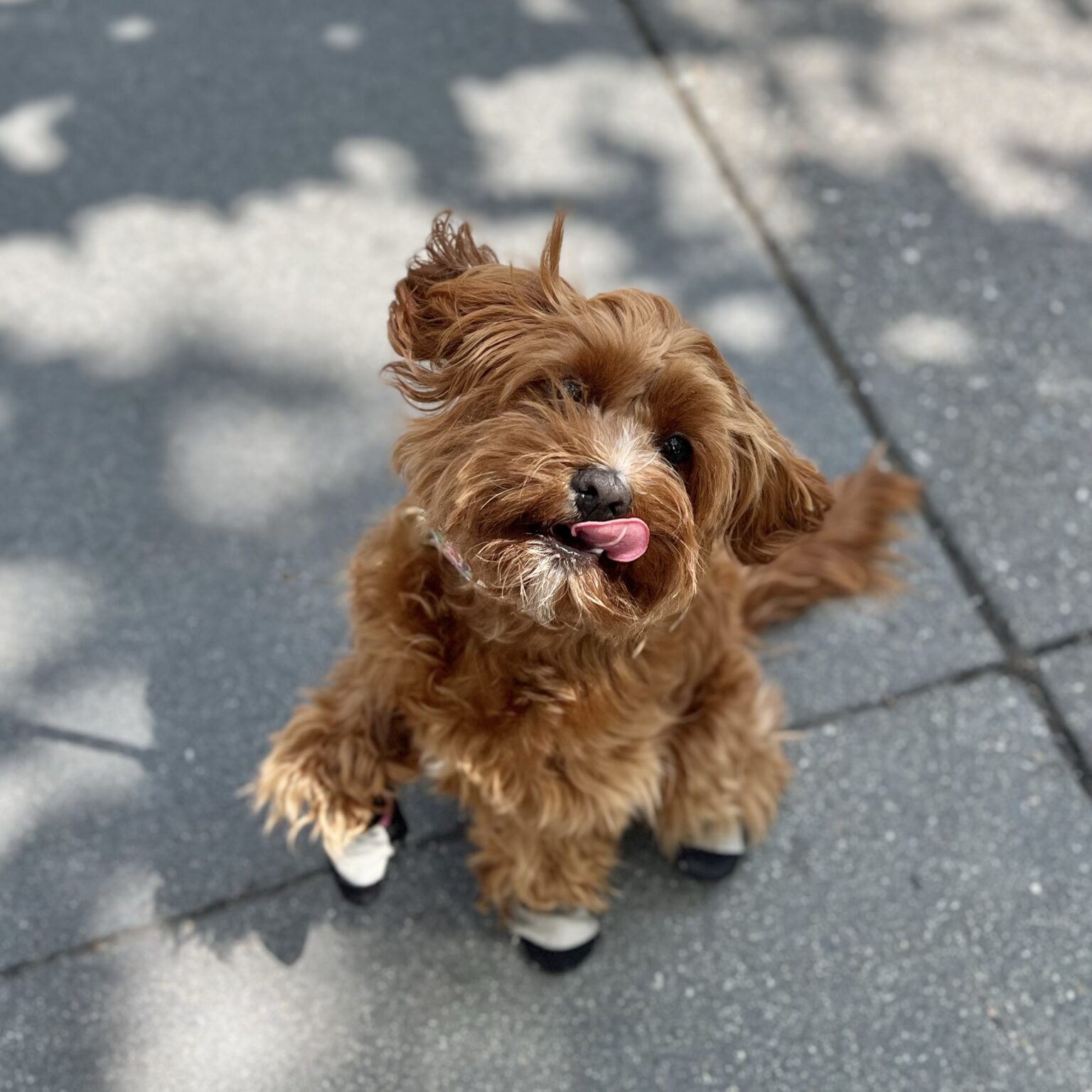 Cavapoo Puppy With Shoes On