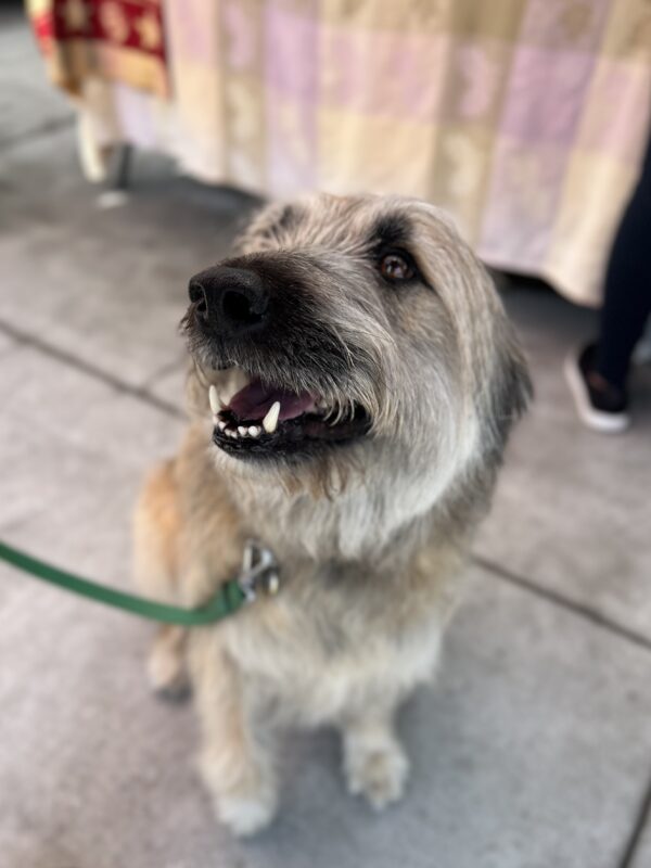 Pyrenean Shepherd