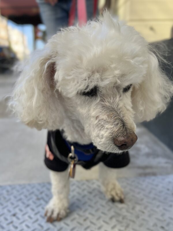 Small White Poodle In A Tee Shirt