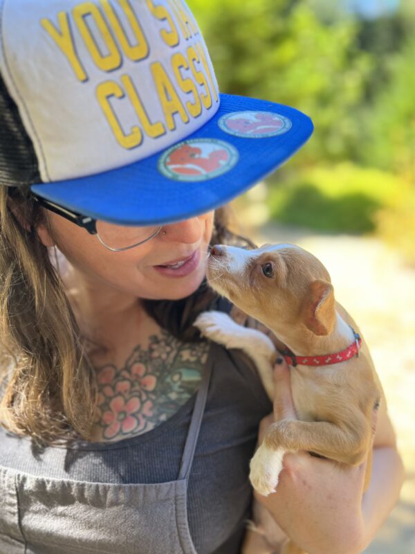 Chihuahua Mix Puppy Nuzzles Woman