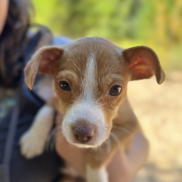 Tiny Chihuahua Terrier Mix Puppy