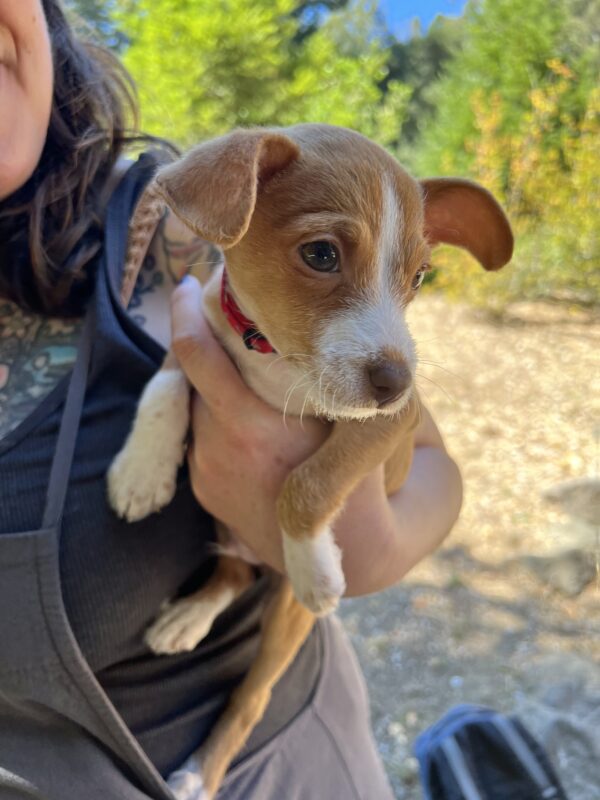 Tiny Chihuahua Terrier Mix Puppy