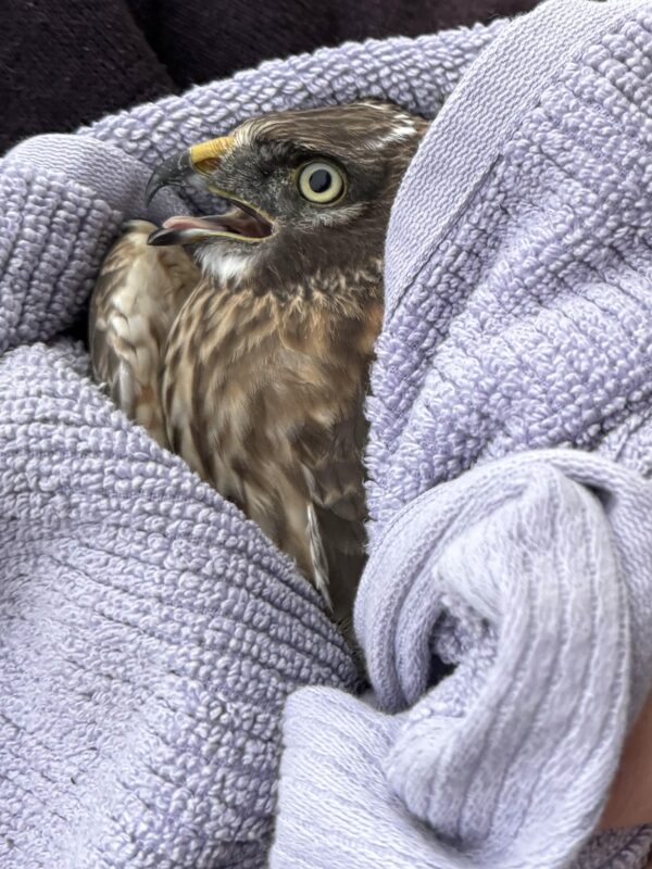 Common Buzzard Wrapped In A Sweater