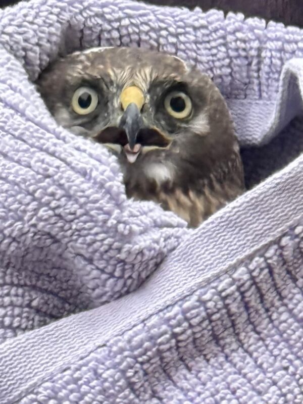 Common Buzzard Wrapped In A Sweater