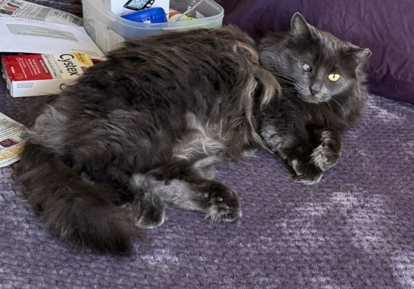 Grey Super Fluffy Cat Who Is Blind In One Eye