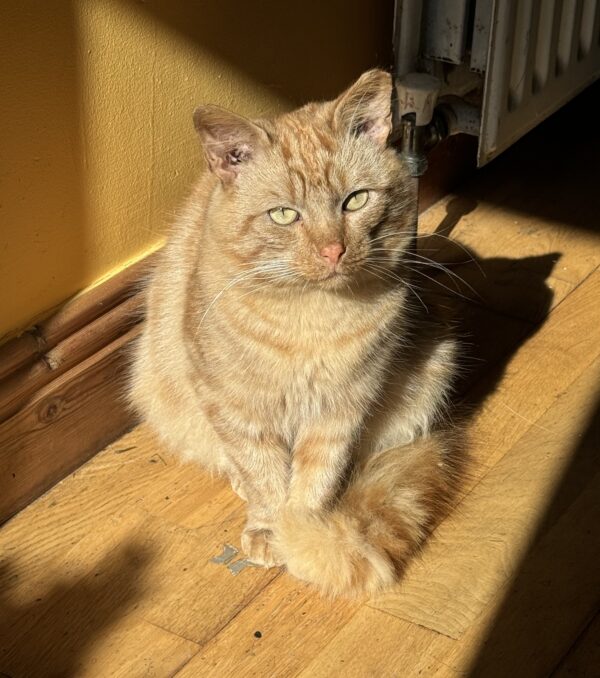 Orange Tiger Tabby Cat