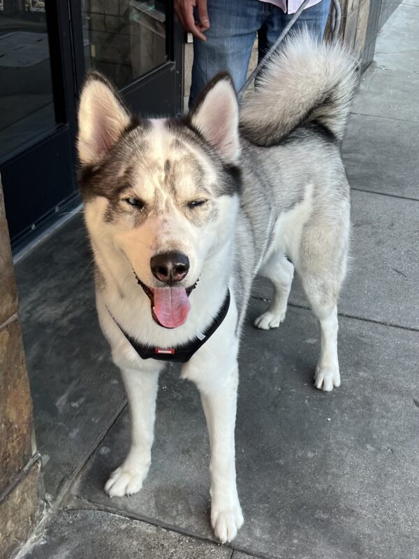 Siberian Husky Grinning