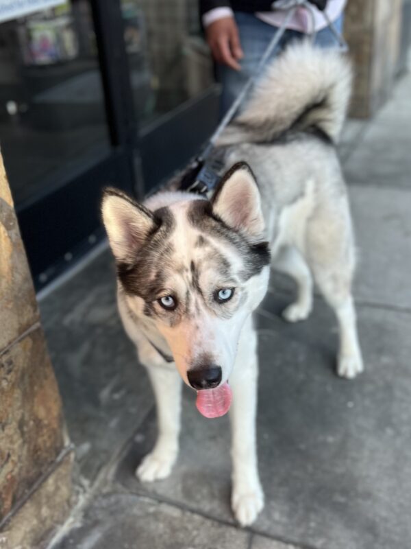 Siberian Husky With Puppydog Eyes