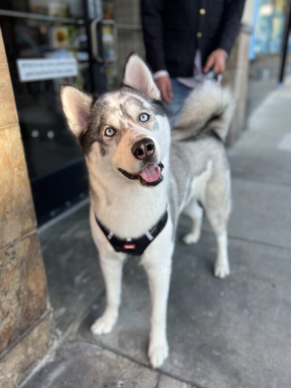 Siberian Husky Tilting His Head To The Side