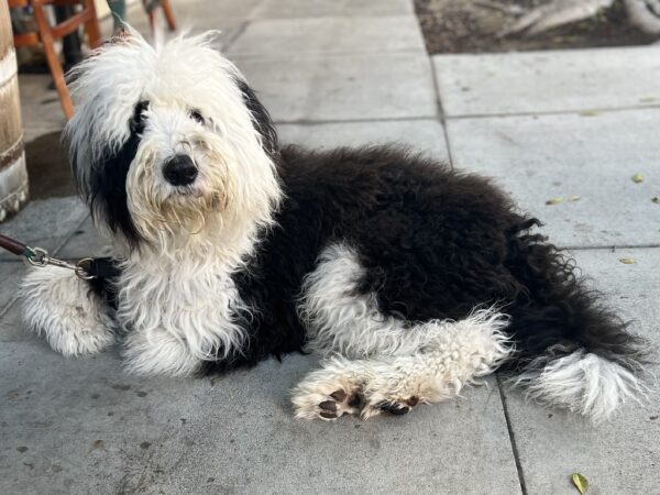 Black And White Sheepadoodle Lying On The Sidewalk