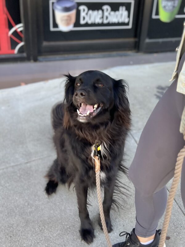 Mixed Breed Black Medium Sized Fuzzy Dog Looking Happy