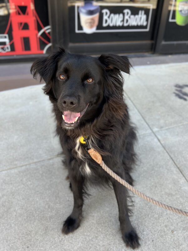 Mixed Breed Black Medium Sized Fuzzy Dog Looking Happy