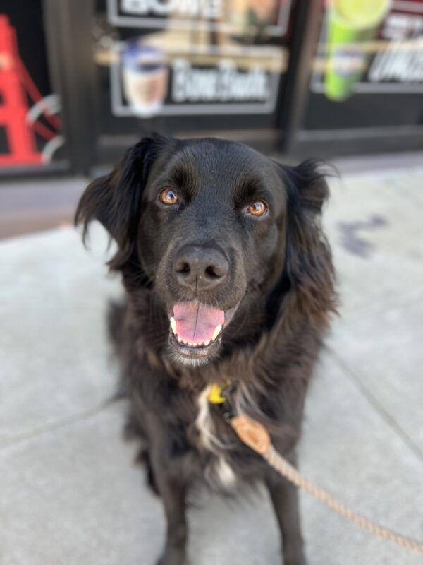 Mixed Breed Black Medium Sized Fuzzy Dog Looking Happy