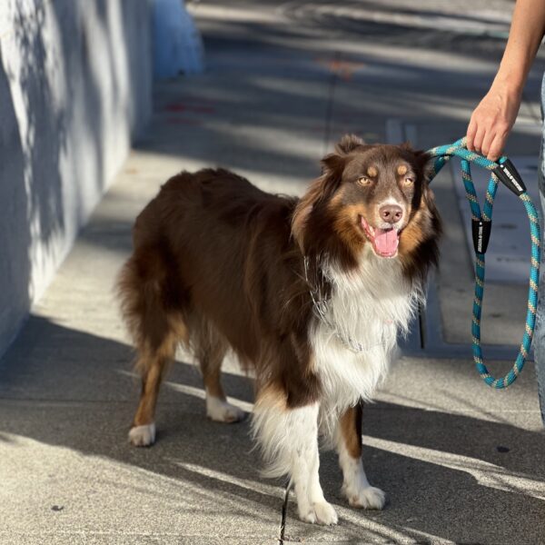 Australian Shepherd Grinning