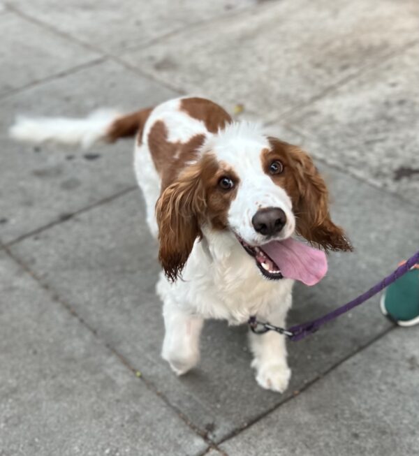 Welsh Springer Spaniel With A Big Goofy Tongue