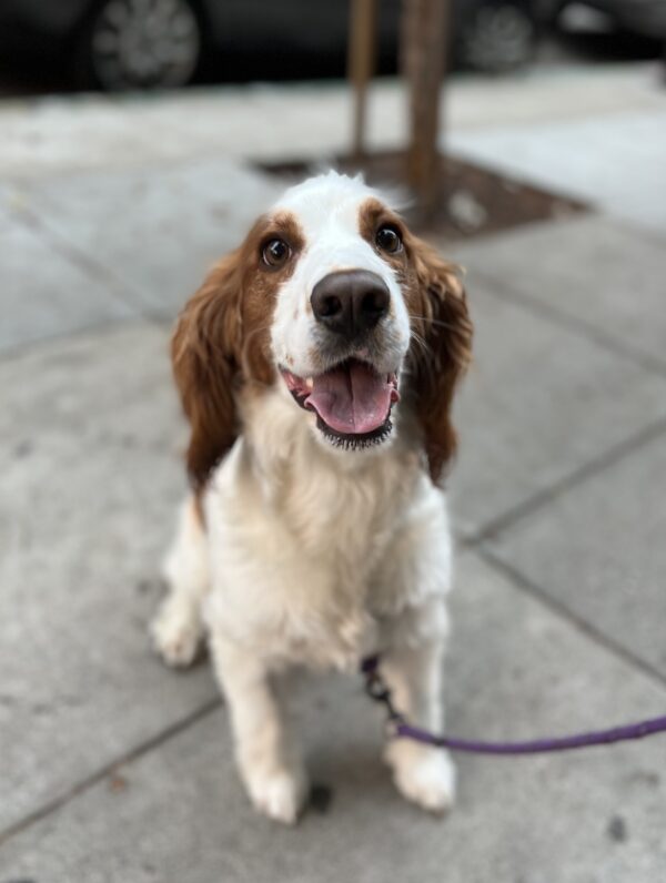 Welsh Springer Spaniel With A Big Goofy Grin