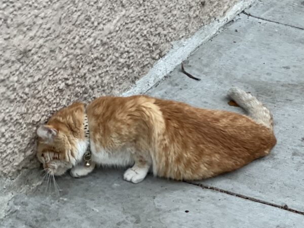 Ginger Cat Rubbing Her Head Against A Wall