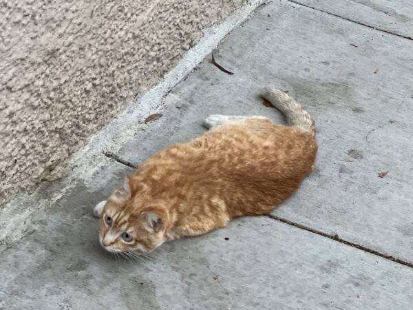 Ginger Cat Lying On The Sidewalk