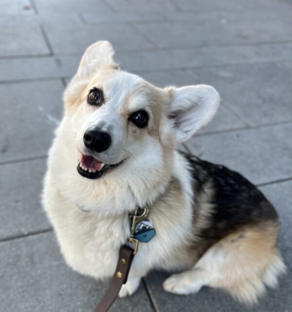 Happy Tricolor Pembroke Welsh Corgi