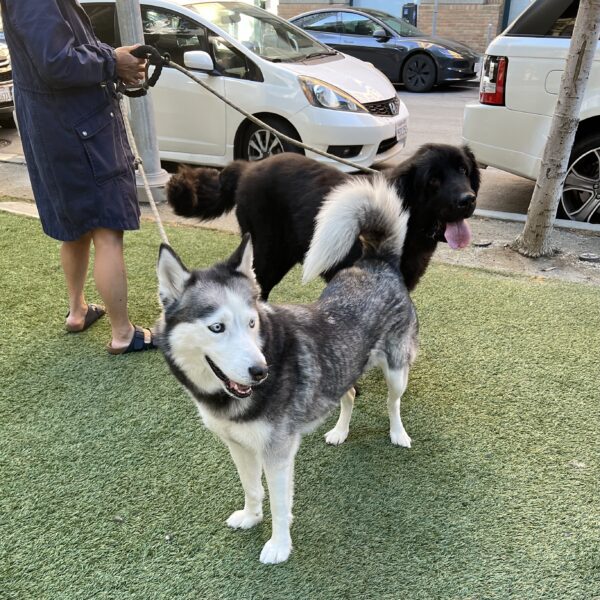 Siberian Husky And Black Newfoundland Dog