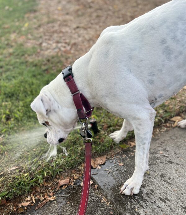 White Boxer Sticking Her Face In A Sprinkler