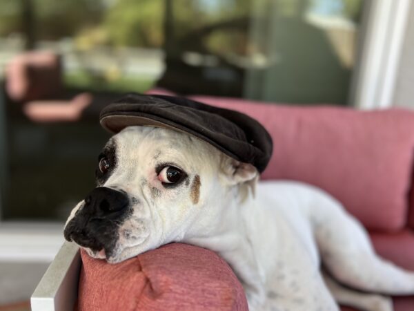 White Boxer Wearing A Flat Cap